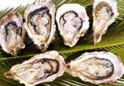 生蠔多少錢一斤？生蠔一斤有幾個？