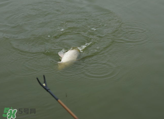 立春能釣魚嗎？立春好釣魚嗎？
