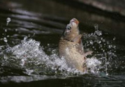 立春能釣魚(yú)嗎？立春好釣魚(yú)嗎？