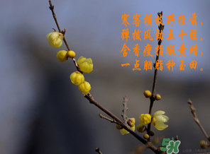 臘月有什么時候好日子？臘月有幾個黃道吉日？