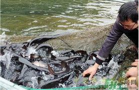 鴨嘴魚多少錢一斤？野生鴨嘴魚多少錢一斤？