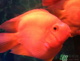 魚眼睛紅了怎么回事？魚眼睛變紅是什么原因？