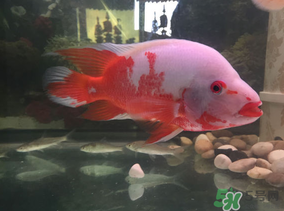 魚眼睛紅了怎么回事？魚眼睛變紅是什么原因？