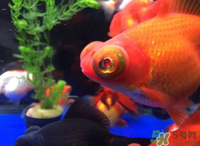 魚眼睛紅了怎么回事？魚眼睛變紅是什么原因？