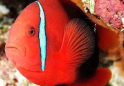 魚(yú)眼睛紅了怎么回事？魚(yú)眼睛變紅是什么原因？