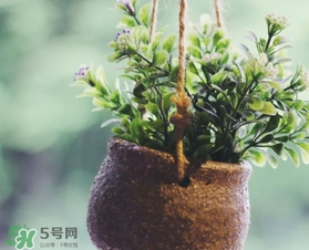 立春吃什么蔬菜？立春時(shí)令蔬菜推薦