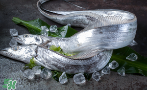 帶魚多少錢一斤？帶魚多少錢一箱？