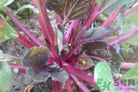 紅菜苔熱量高嗎？吃紅菜苔嗎會(huì)胖嗎？