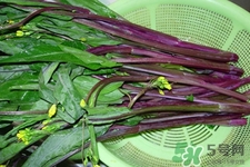 紅菜苔是苦的嗎？紅菜苔為什么有苦味？