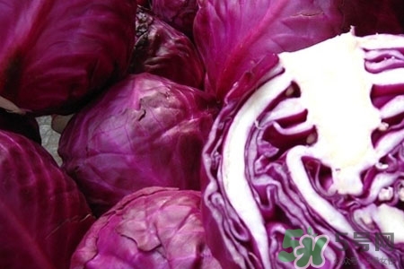 紫甘藍(lán)是轉(zhuǎn)基因食品嗎？紫甘藍(lán)是轉(zhuǎn)基因蔬菜嗎？