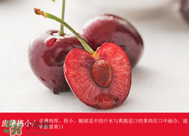 車?yán)遄幽睦锂a(chǎn)的最好？車?yán)遄赢a(chǎn)地在哪里？