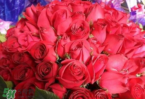 情人節(jié)送什么顏色的玫瑰花好？情人節(jié)送幾朵玫瑰花好？