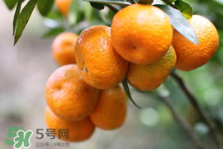 沙糖桔一天吃幾個(gè)最好？沙糖桔每天吃多少合適？