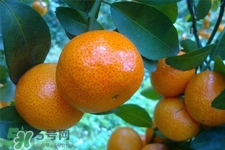 冰糖橘熱量高嗎？吃冰糖橘會發(fā)胖嗎？