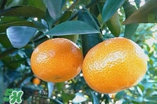 高血壓能吃橘子嗎？高血壓病人可以吃橘子嗎？