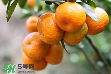 孕婦可以吃蜜桔嗎？懷孕了能吃蜜桔嗎？
