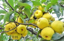 冬天吃梨子太冰怎么辦？冬天怎么吃梨子不冰？
