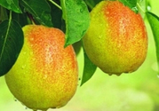 來月經(jīng)可以吃香梨嗎？月經(jīng)期間可以吃香梨嗎？