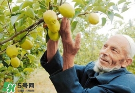 香梨吃多了會(huì)怎樣？香梨一天可以吃幾個(gè)？