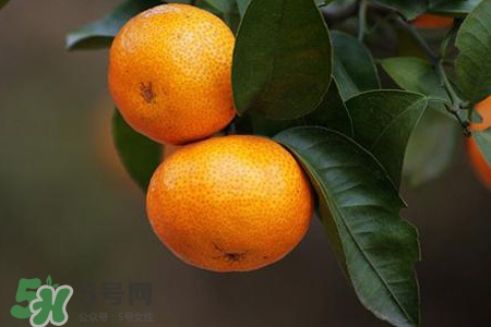 橘子變苦是怎么回事？橘子為什么會變苦？
