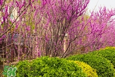 春天養(yǎng)生吃什么粥好？春季養(yǎng)生粥品有哪些？
