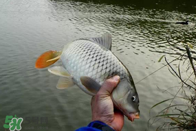 立春后能釣魚(yú)嗎？立春后好釣魚(yú)嗎？