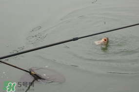 立春后能釣魚(yú)嗎？立春后好釣魚(yú)嗎？