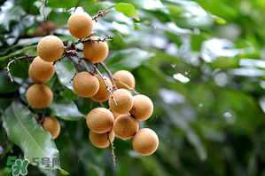 龍眼一天吃多少合適？每天吃幾個(gè)龍眼合適？