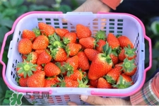 孕婦可以去摘草莓嗎？懷孕了能去摘草莓嗎？