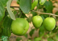 吃青棗會(huì)拉肚子嗎？拉肚子可以吃青棗嗎？