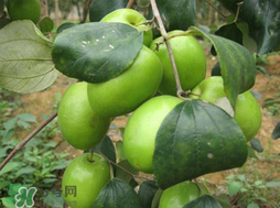 吃青棗會(huì)拉肚子嗎？拉肚子可以吃青棗嗎？