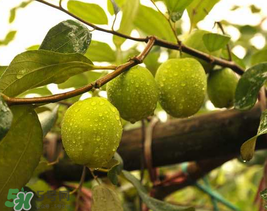 來(lái)月經(jīng)可以吃青棗嗎？月經(jīng)可以吃青棗嗎？