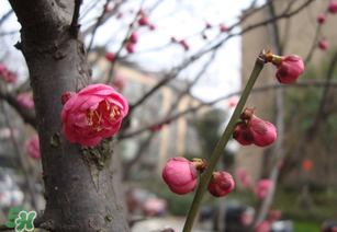 立春后種什么花？立春時(shí)開的花有哪些？