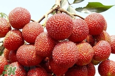 吃荔枝會(huì)過敏嗎？吃荔枝過敏怎么辦？