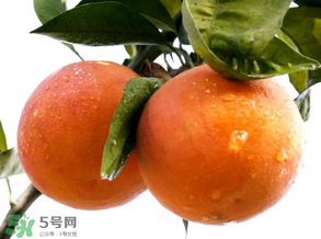 血橙為什么沒有血絲？血橙為什么不紅？