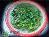 香菜煮水洗腎是真的嗎？香菜煮水洗腎是真的嗎