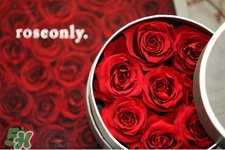 roseonly是什么花？roseonly是真花還是假花？