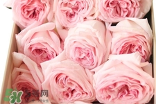 roseonly可以保存多久？roseonly能放多長時(shí)間？