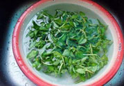 香菜煮水洗腎是真的嗎？香菜煮水洗腎是真的嗎