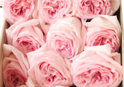 roseonly鮮花怎么保養(yǎng)？roseonly永生花怎么保養(yǎng)？