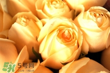 情人節(jié)可以送黃玫瑰嗎？情人節(jié)送黃玫瑰好嗎？
