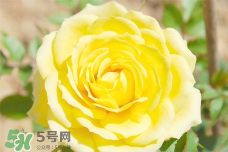 情人節(jié)可以送黃玫瑰嗎？情人節(jié)送黃玫瑰好嗎？