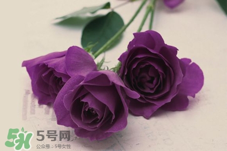 送紫玫瑰有什么含義？紫色玫瑰代表什么意思？
