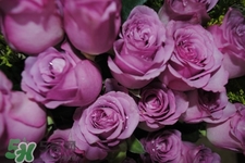 鮮花怎么養(yǎng)？鮮花怎么養(yǎng)放的比較久？