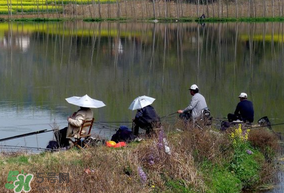 初春什么時(shí)候可以釣魚？初春釣魚技巧