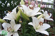 百合花怎么養(yǎng)？百合花在家怎么養(yǎng)？