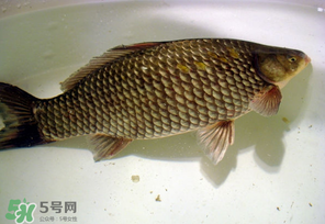 春天釣鯽魚用什么餌料？春天釣鯽魚餌料配方