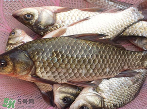 春天釣鯽魚用什么餌料？春天釣鯽魚餌料配方