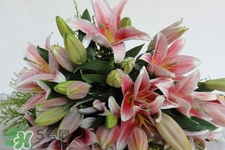 百合花能放花瓶里養(yǎng)嗎？百合花在花瓶里怎么養(yǎng)？