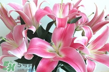 百合花能放花瓶里養(yǎng)嗎？百合花在花瓶里怎么養(yǎng)？
